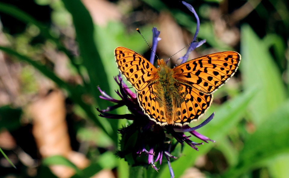 Sumpfwiesen-Perlmuttfalter, Boloria Selene