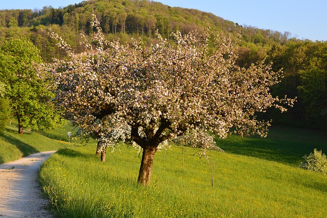 Free Cherry Tree Spring photo and picture
