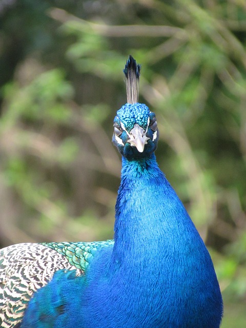 Free Peacock Animal photo and picture
