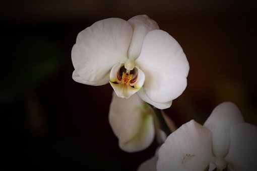 Free Flower Plant photo and picture