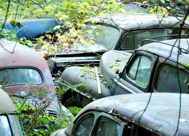 Free Car Cemetery Old Cars photo and picture
