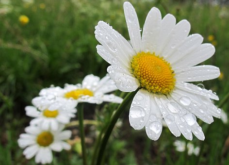 Daisies, Spring Flowers, White, Yellow