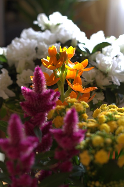 Flor, Primavera, Plantinha, Fresco