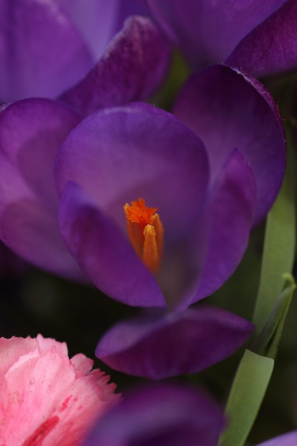 Flor, Primavera, Plantinha, Fresco