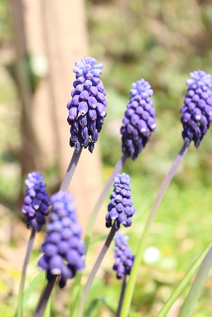 Free Grape Hyacinths Hyacinths photo and picture