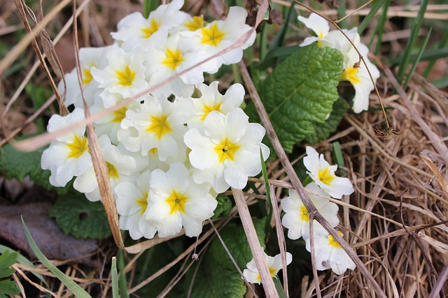 Free Wood Anemones Flower photo and picture