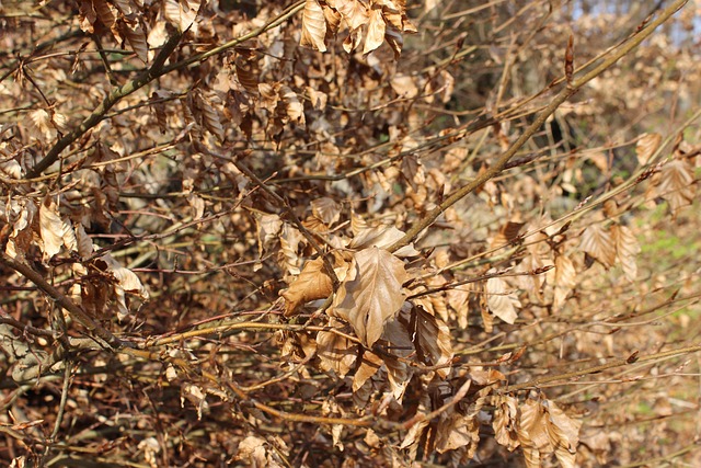 Free Autumn Leaves Fall photo and picture