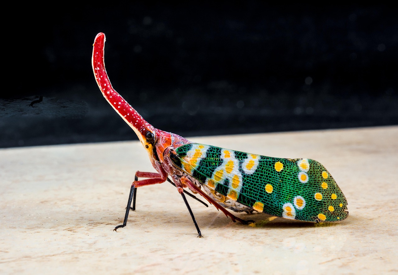 Fatyangra Insect 稻飞虱 Fulgoromorpha 昆虫 - Pixabay上的免费照片 - Pixabay