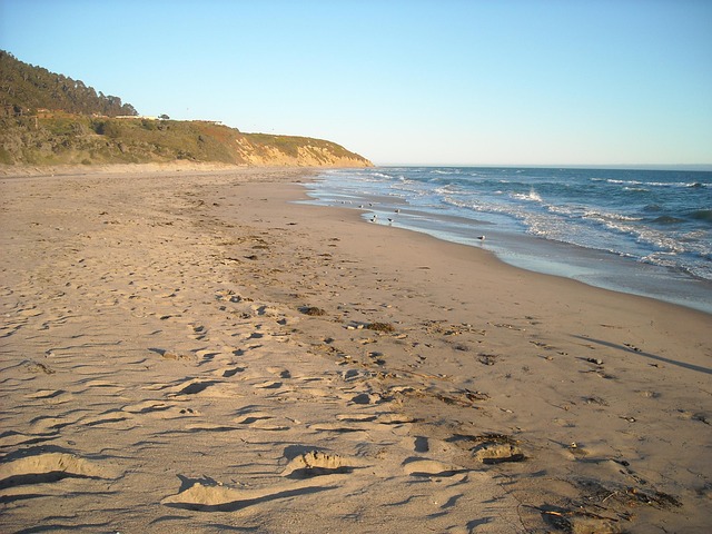 Free Beach Seagulls photo and picture