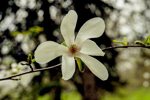 Magnolia, Blomst Tapet, Hvid