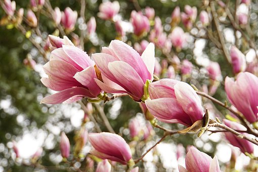 Magnolia, Lyserød, Smukke Blomster
