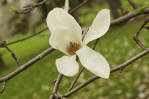 Magnolia, Hvid, Blomstrende Træer, Forår