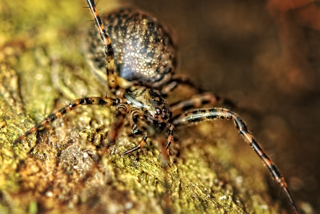 Free Spider Close Up photo and picture