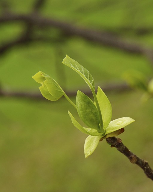 Ny Vækst, Forår, Tæt På, Træ, Natur