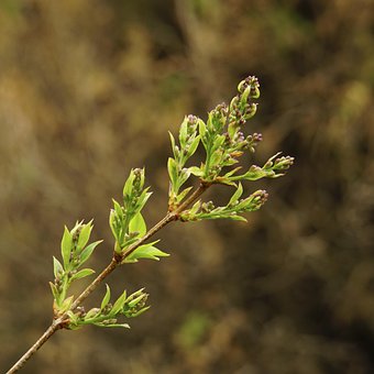 Lilla, Knop, Ny, Vækst, Forår, Blomstre