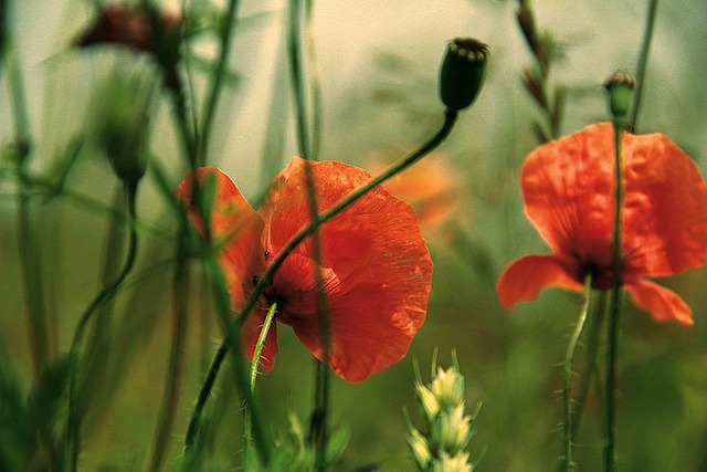 Free Poppy Flower photo and picture