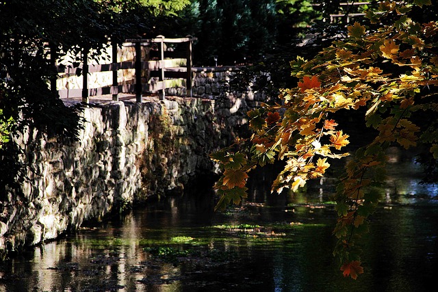 Free Fall Golden Autumn photo and picture