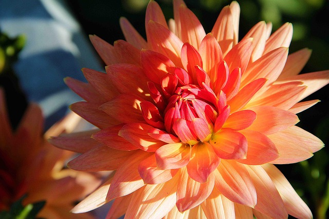 Free Flower Flower Background photo and picture