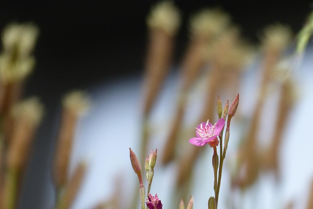 Aften Primrose, Rose, Blomst, Lyserød