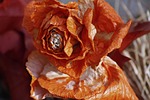 rose, trockenblume, flower