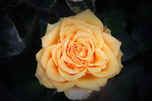 Free Rose Happy Mothers Day photo and picture