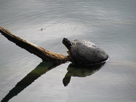 Free Tortoise Animal photo and picture