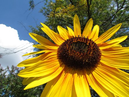 Free Sunflower Close Up photo and picture