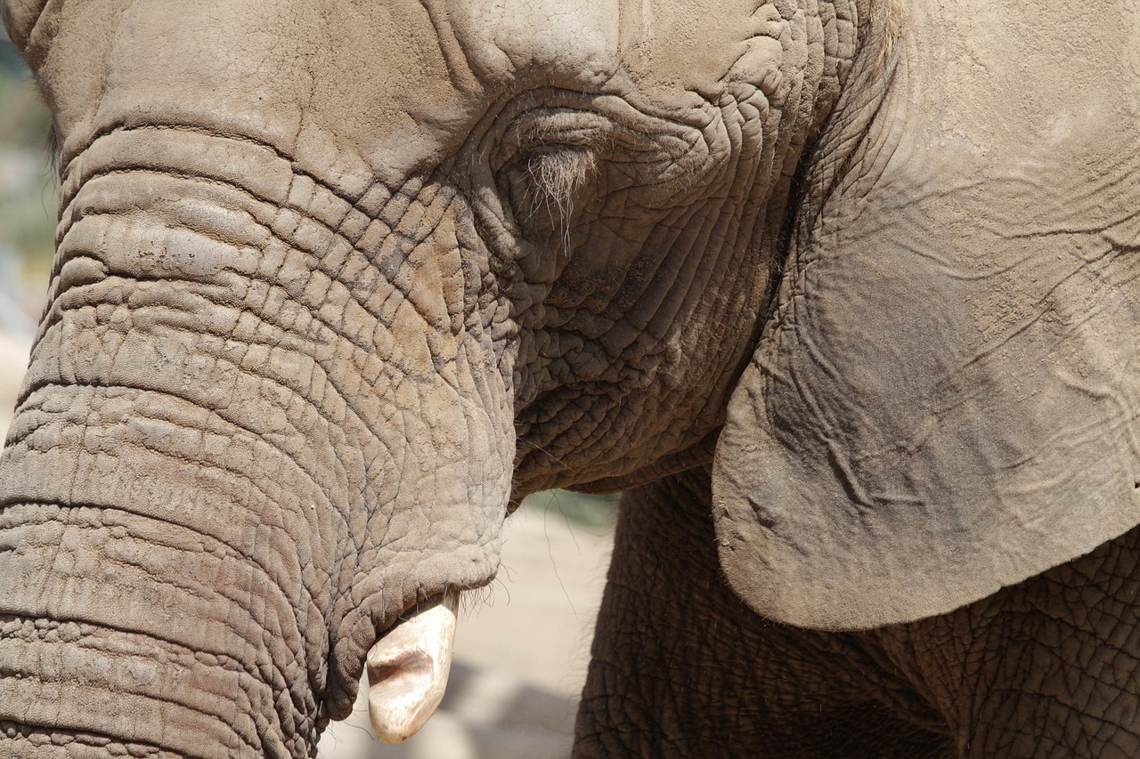 100 Free Elephant Head Elephant Images Pixabay Elephant 343889 1280