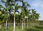 plantation, areca nut, areca palm