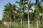 plantation, areca nut, areca palm