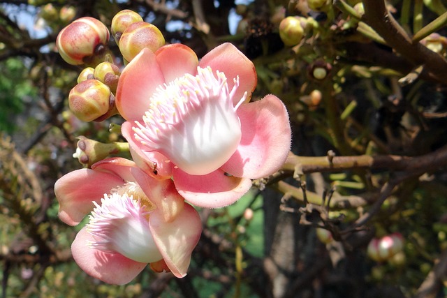 Blume, Knospen, Couroupita Guianensis