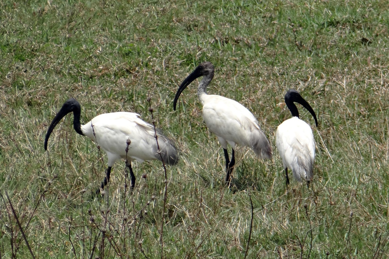 Ibis Met Zwarte Kop Oosterse Witte - Gratis foto op Pixabay - Pixabay