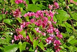 coral vine, honolulu creeper, mexican creeper