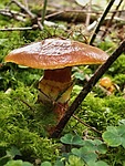 talc dapper, fungus, macro