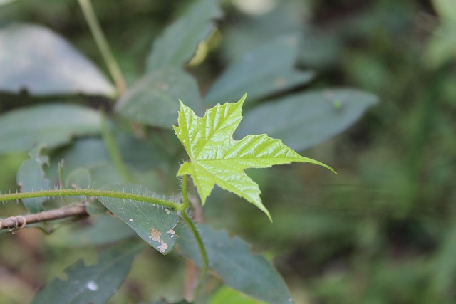 Free Leaf Life photo and picture
