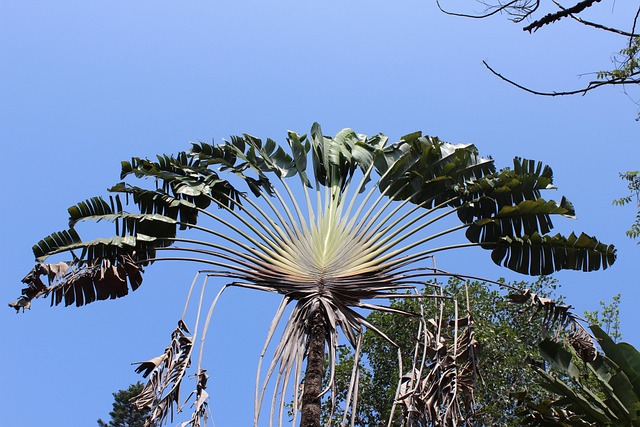 Free Palm Leaf Palm photo and picture