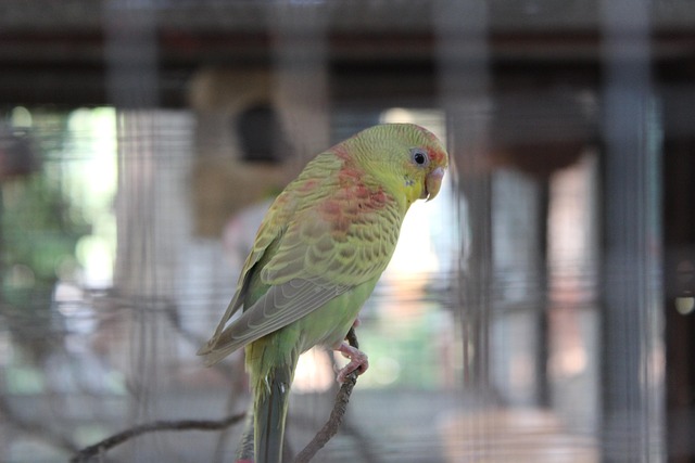 Free Parrot Cage photo and picture