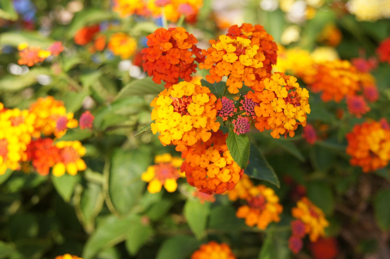 橙花橙色花- Pixabay上的免费照片