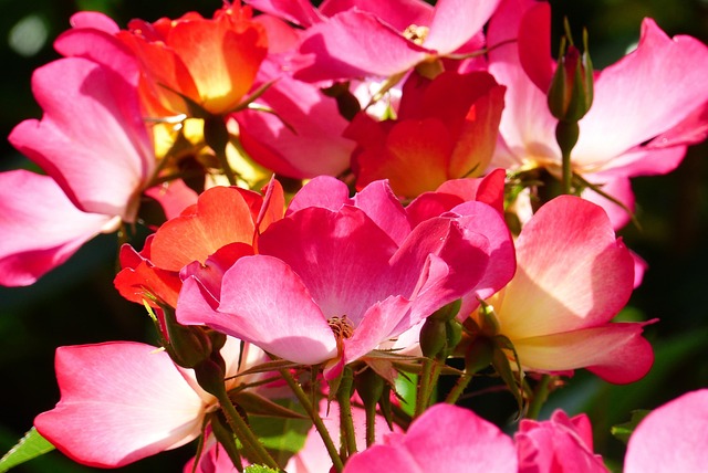 Rose, Plant, Blomst, Pink, Tidlig Sommer