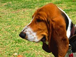 basset hound, dog, pet