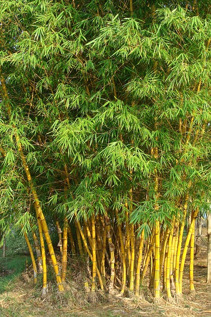 金竹 条纹竹 普通竹 - Pixabay上的免费照片