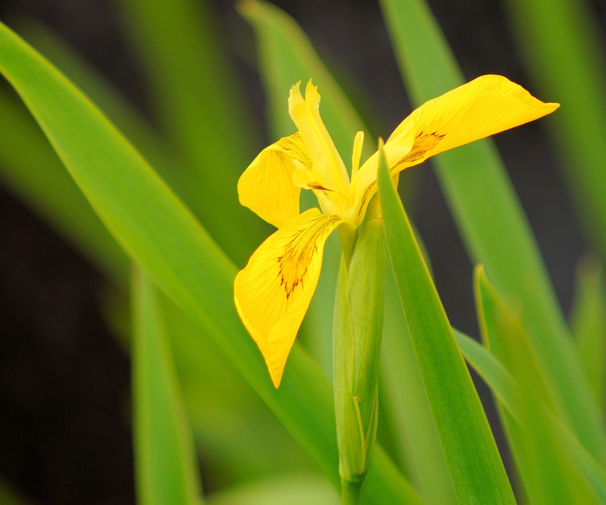 Sword Lily Flower Blossom Free photo on Pixabay