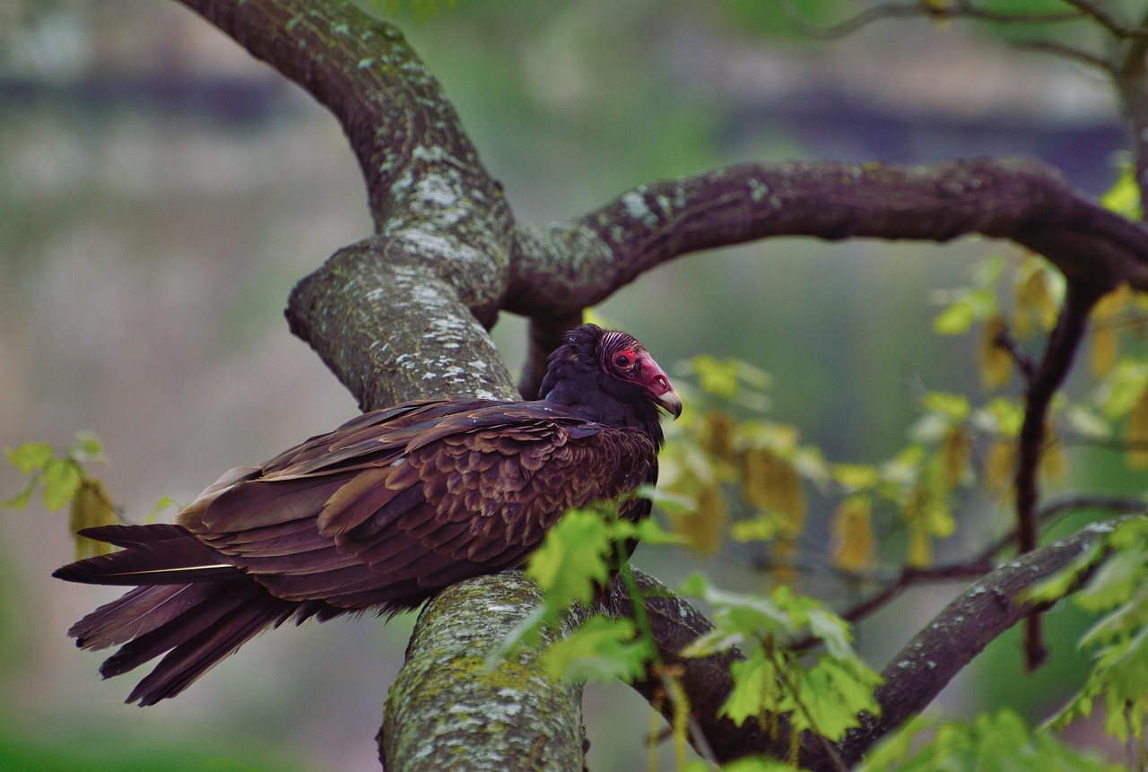 Turkey Vulture Raptor Bird - Free photo on Pixabay