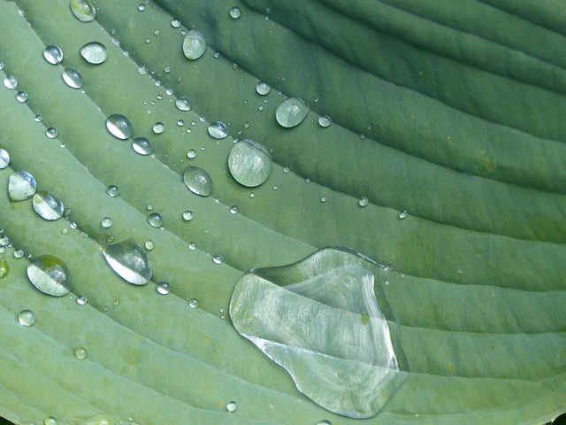 Free Raindrop Hosta photo and picture