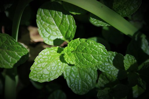 100 Gambar Daun Mint Dan Bunganya HD Paling Baru 100 Gambar Daun Mint Dan Bunganya HD Paling Baru