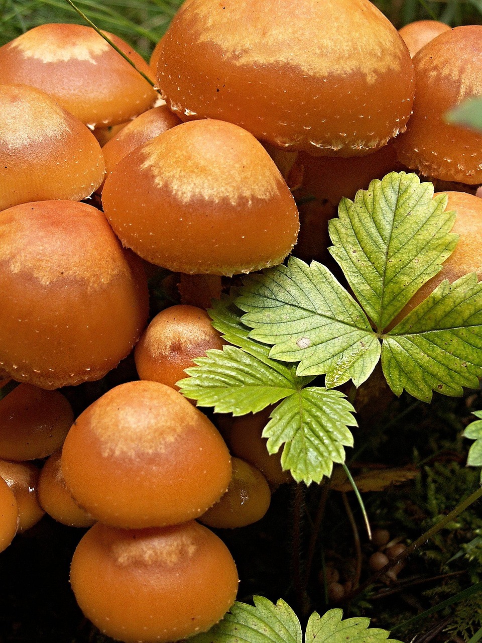 Mushrooms Macro Jahodiní Penízovka · Free photo on Pixabay