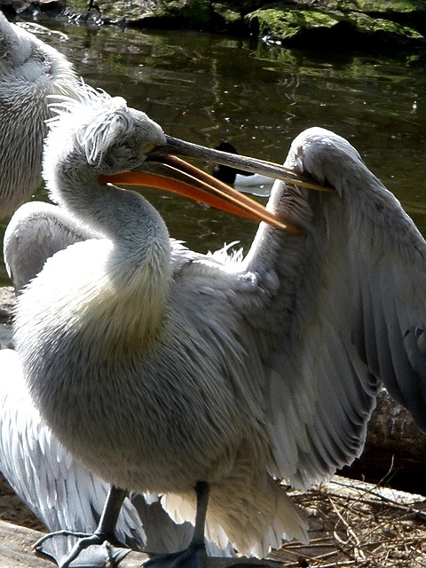 Pelikanen, Pelecanidae, Vogel, Gevederte