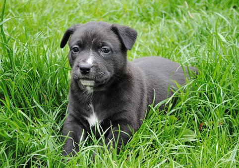 Free Dog Puppy photo and picture