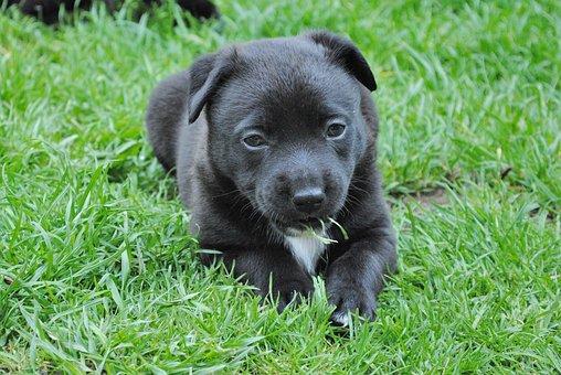 Free Puppy Young Dog photo and picture