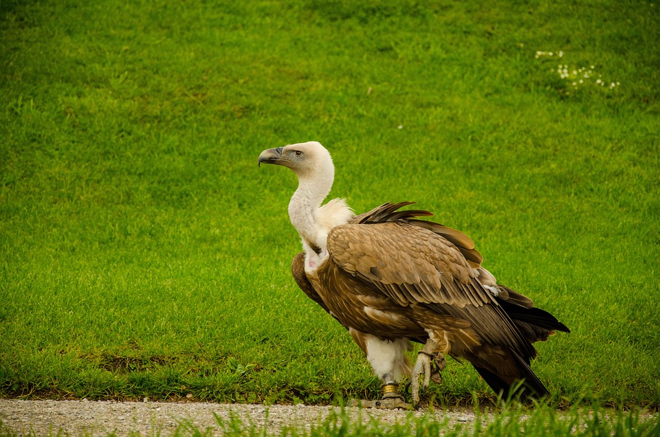 Geier Vogel Aasfresser Großer · Kostenloses Foto auf Pixabay
